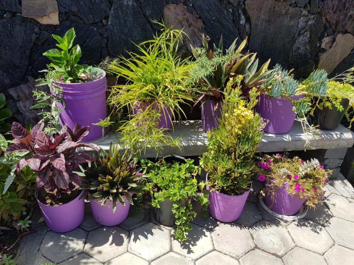 Ciza E Rose Bed & Breakfast Portela Luaran gambar